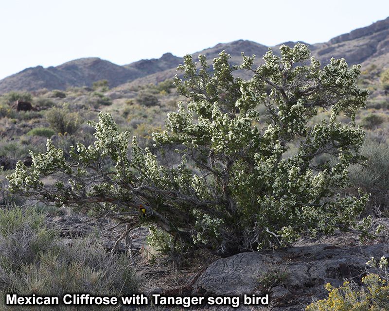 Small Mexican Cliffrose Picture 1